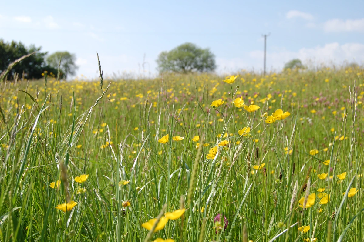 A field in flower at Cleve Farm