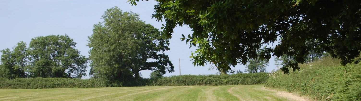Woodland at Cleve Farm