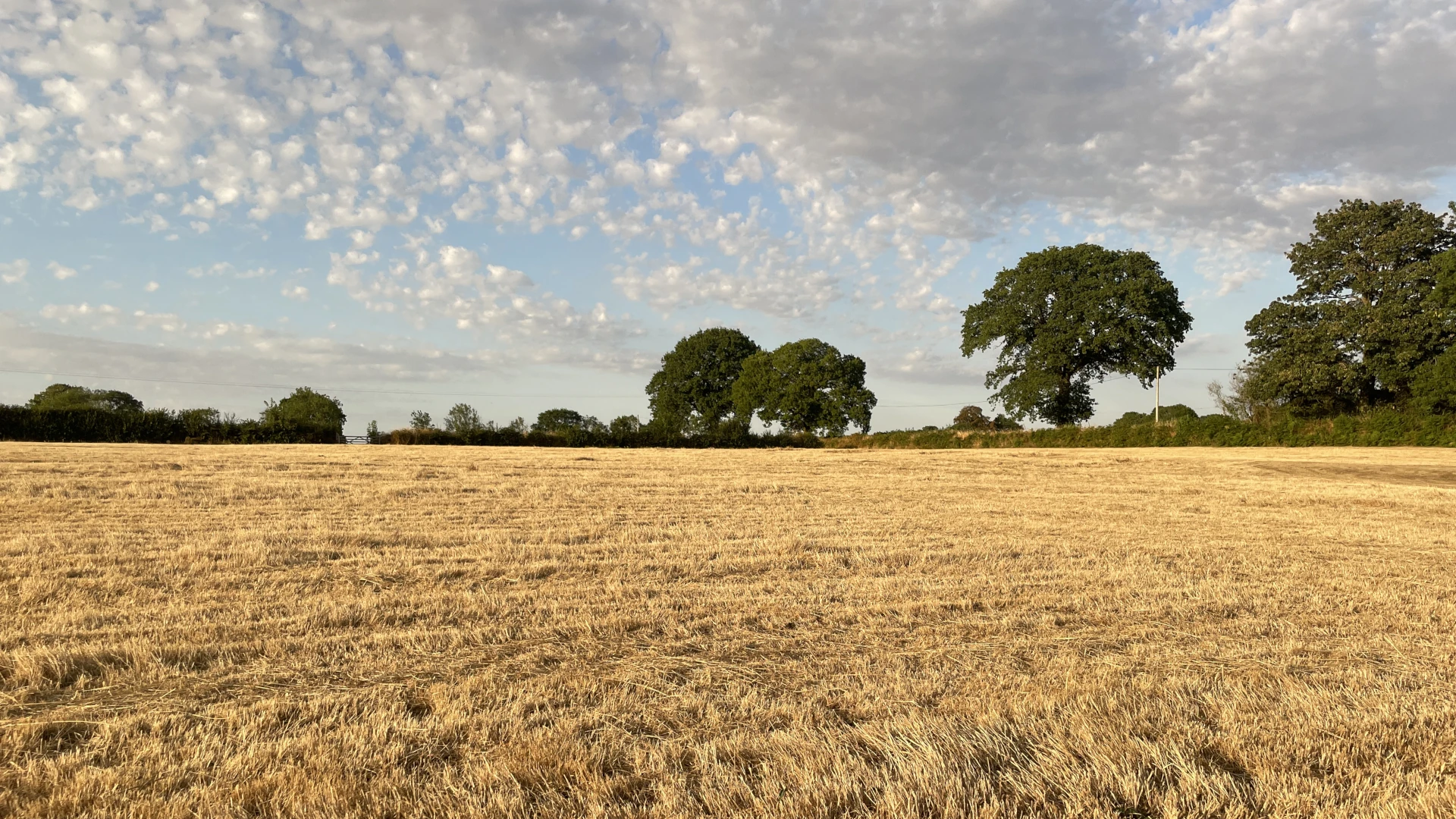A field at the farm